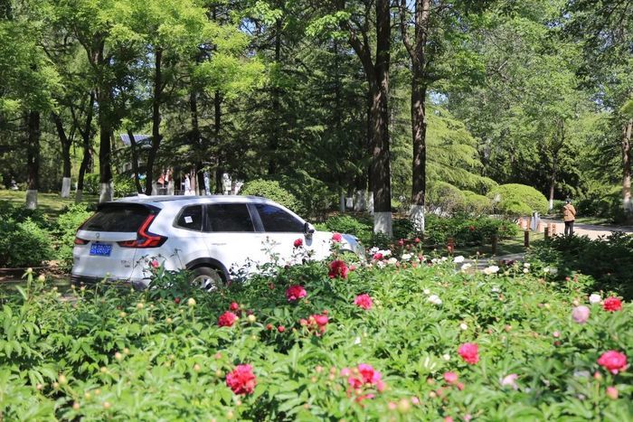 一年四季 泉在济南丨济南植物园开启自驾+帐篷之旅 解锁城市近郊的诗意栖居