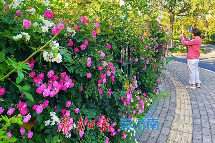 一年四季 泉在济南丨蔷薇花开满枝头 邂逅暮春好风光