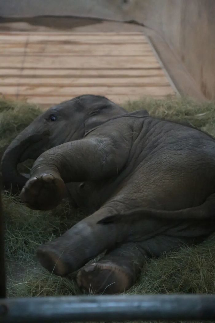 济南动物园网红小象“出街”时间确定，快去和它见面吧！