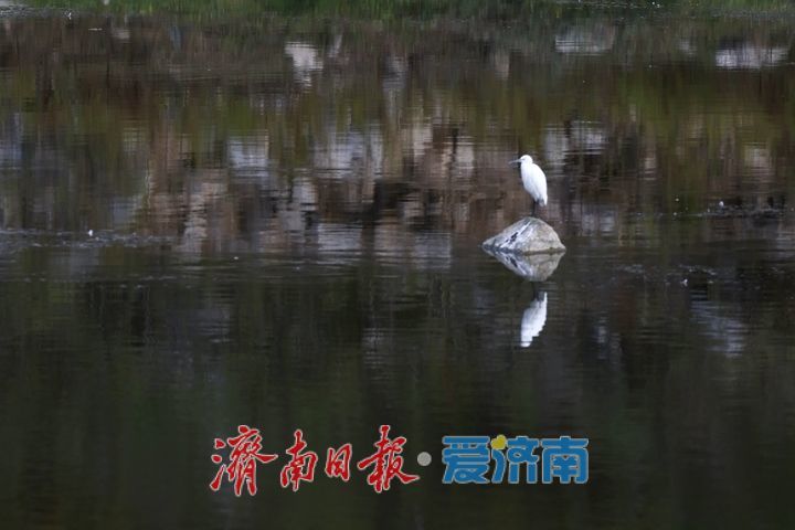 玉符河畔秋意浓 白鹭翩飞绘生态画卷
