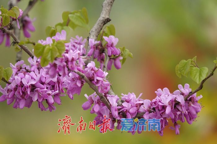 济南护城河畔紫荆花盛开 解锁春日限定美景