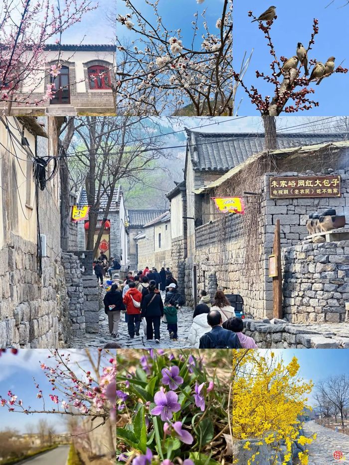 观花官庄丨朱家峪：趁得风轻，莫负春日好时光