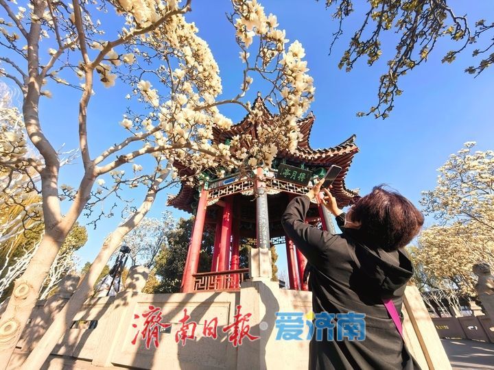 湖畔玉兰美若仙，春意盎然醉人眼