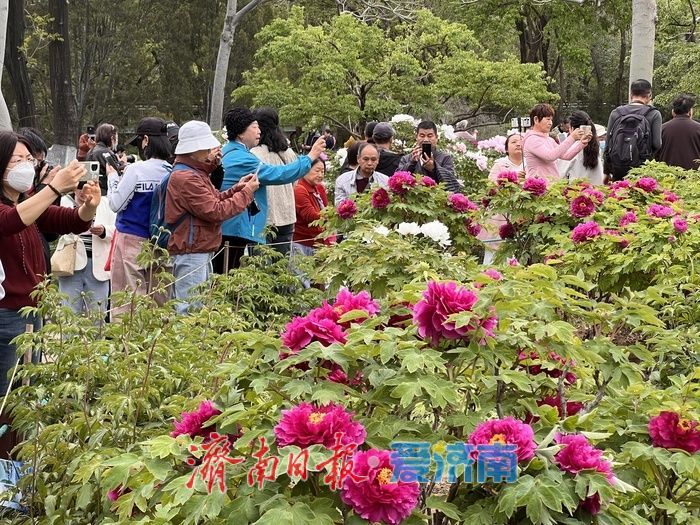 一年四季 泉在济南丨国色天香，醉美泉城