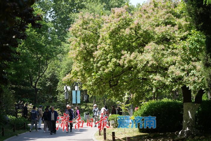 “粉黛”染春色，黄栌醉泉城