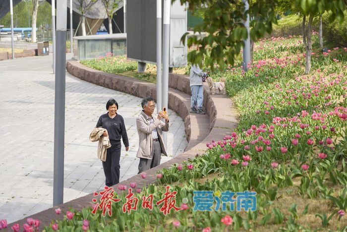 “郁”见春色，济南这片郁金香绽放