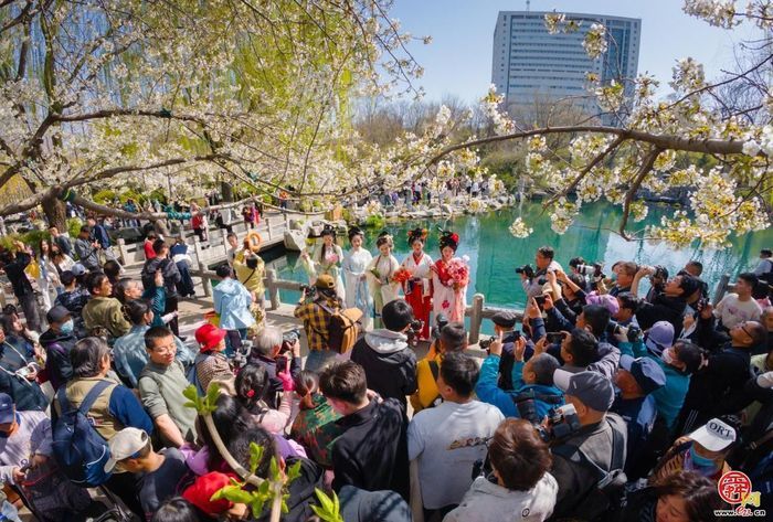 就在3月21日本周六！第23届五龙潭樱花节即将浪漫启幕