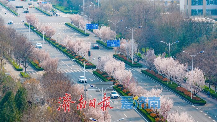 泉城春浓 花满西城—济南西客站片区繁花盛放醉游人