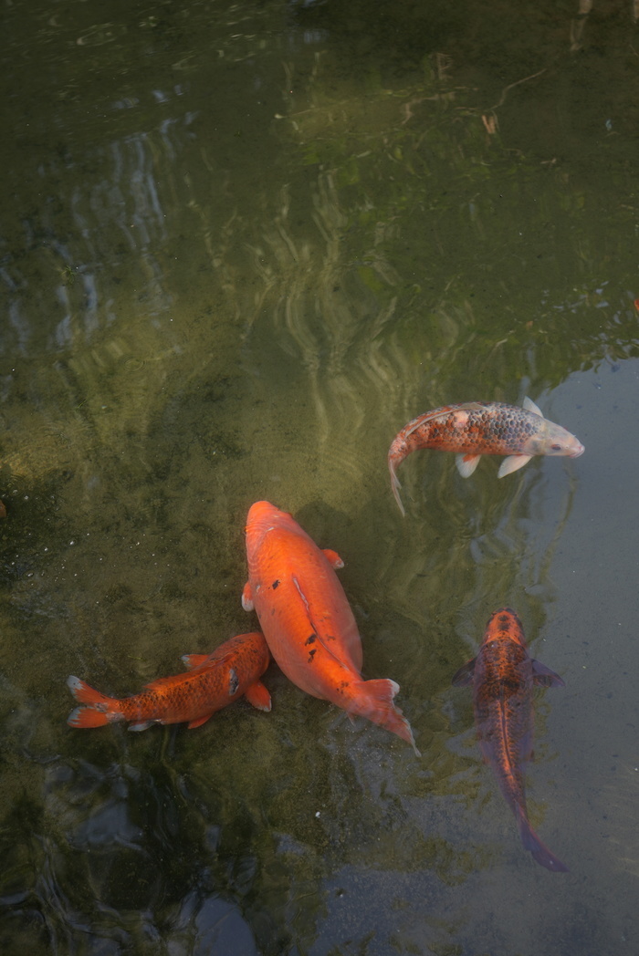 济南趵突泉公园“猪鲤”引围观