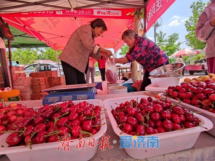 千亩樱桃引客来 “小红果”映红乡村振兴路