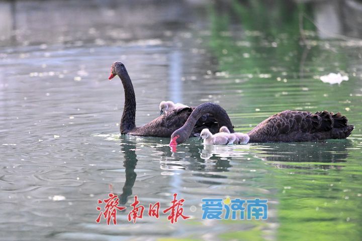 萌翻了！大明湖黑天鹅首次诞生五只鹅宝宝