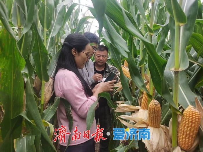 济南打了一场漂亮的秋收“保卫战”