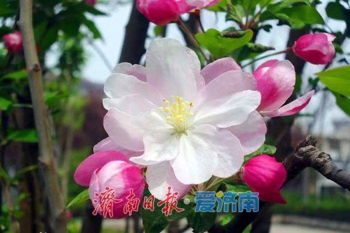 春日暖阳，带你奔赴浪漫花约，济南市特色林果赏花攻略来啦→