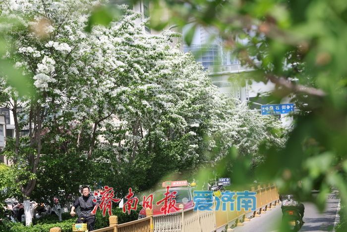 济南CBD流苏盛放白如雪