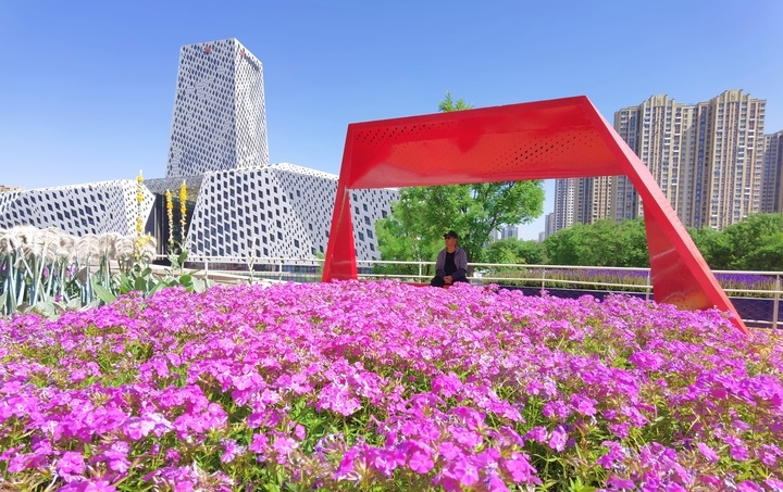 济南“七彩花田”初夏绽新颜