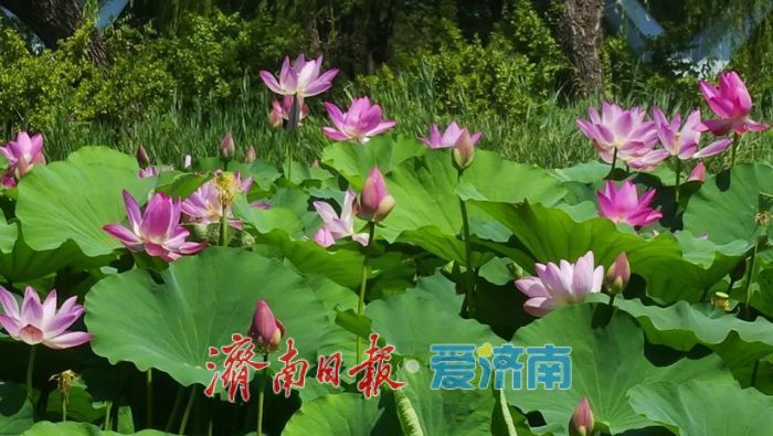 一年四季 泉在济南丨夏日荷花之约，快来泉城公园