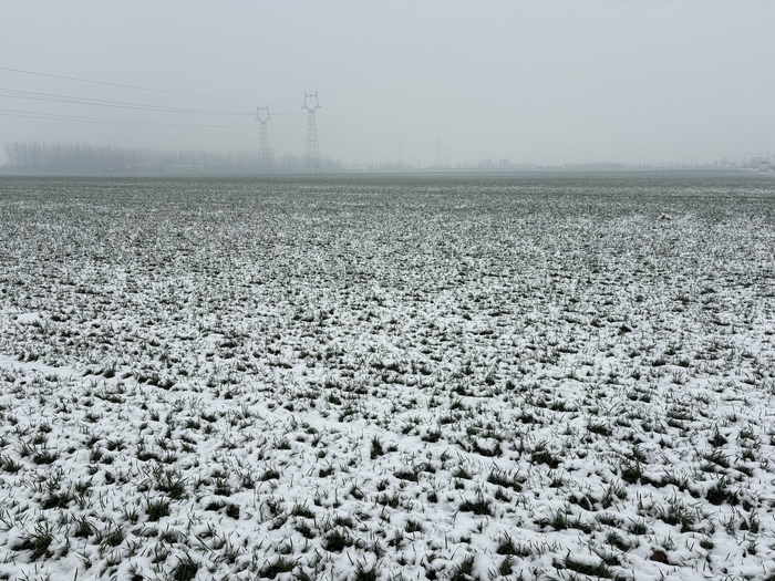 及时雨雪送来小麦“壮苗药” 农业专家支招春季田间管理