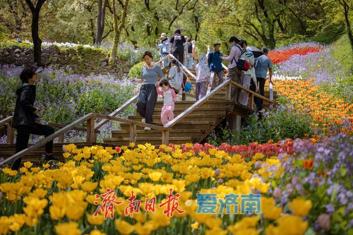 一年四季 泉在济南丨泉城春满山谷间！济南红叶谷郁金香与二月兰织就春日浪漫图景