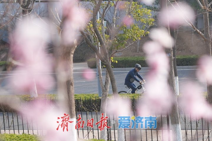 春日限定！济南奥体中心繁花初绽