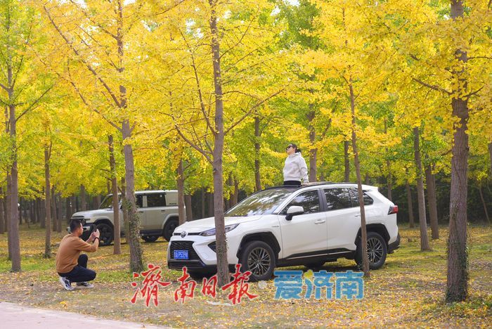 一年四季 泉在济南丨济南黄河千亩银杏林渐披“金甲”