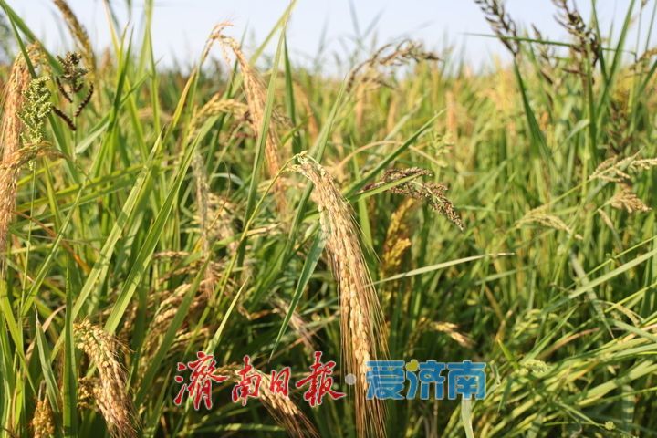 稻浪翻涌绘秋景 西营良田待丰收