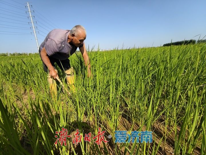 黄河岸边稻浪飘香 黄河水润田助丰产