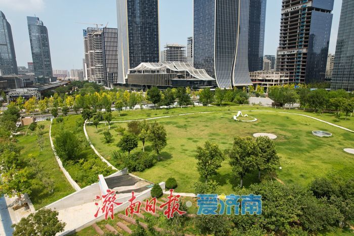 济南CBD秋色初绽 “娜塔栎”染金铺展都市生态画卷