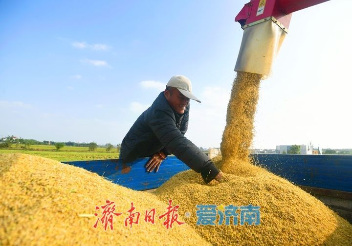 稻浪翻滚收割忙， 雨后抢收保归仓