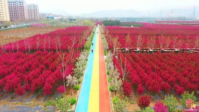 红帆领航，官庄锻造发展红色引擎