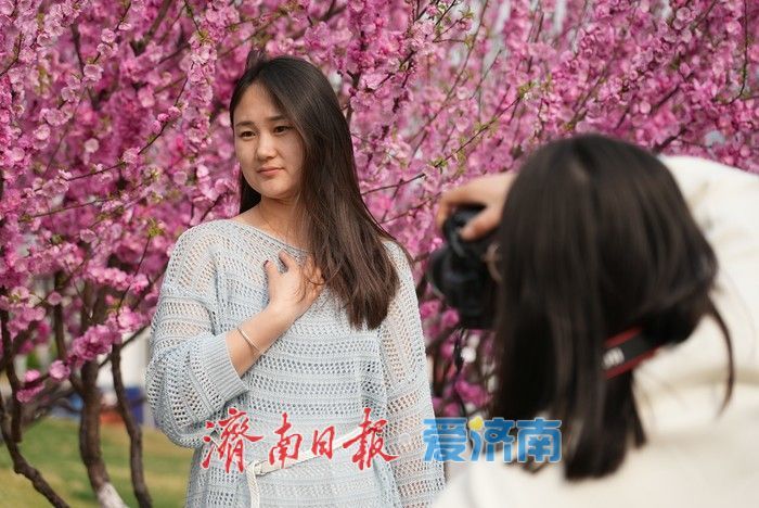 济南泉城广场榆叶梅“花漾”绽放！