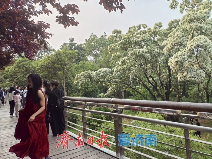 济南暮春限定“顶流”来了！