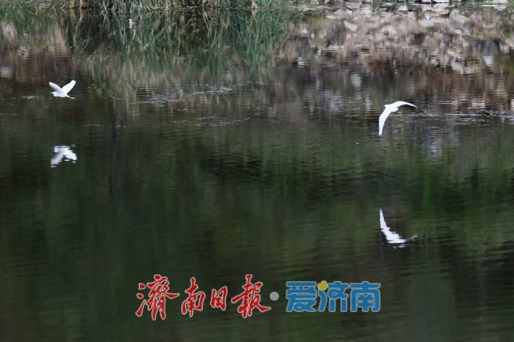 玉符河畔秋意浓 白鹭翩飞绘生态画卷