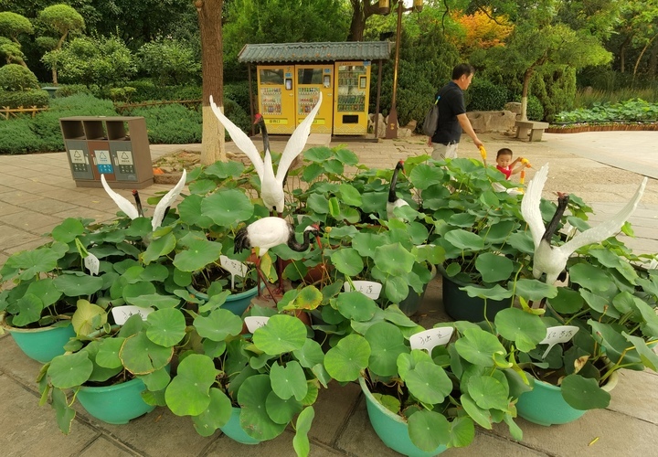 荷花小景扮靓夏日明湖