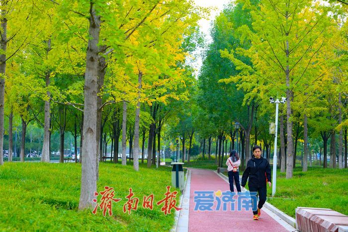 一年四季 泉在济南丨济南世纪大道银杏迎最佳观赏期 “黄金长廊”引客驻足