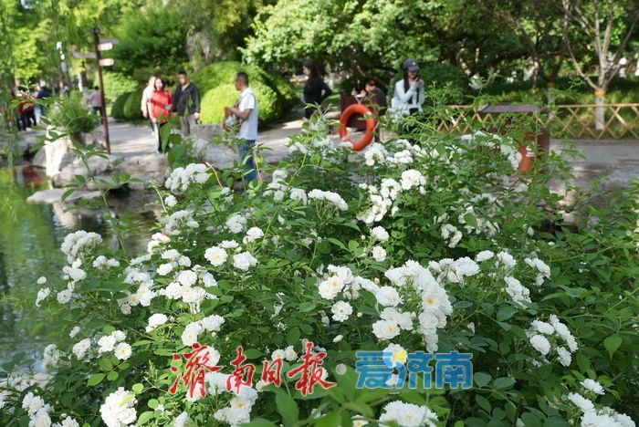 蔷薇花海灿若云霞 肆意盛放尽显诗意