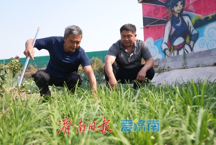 牛王村辟出“老年菜园” 60岁以上老人免费种好菜