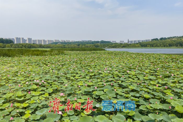 一年四季 泉在济南丨接天莲叶无穷碧，华山湖进入最佳赏荷期