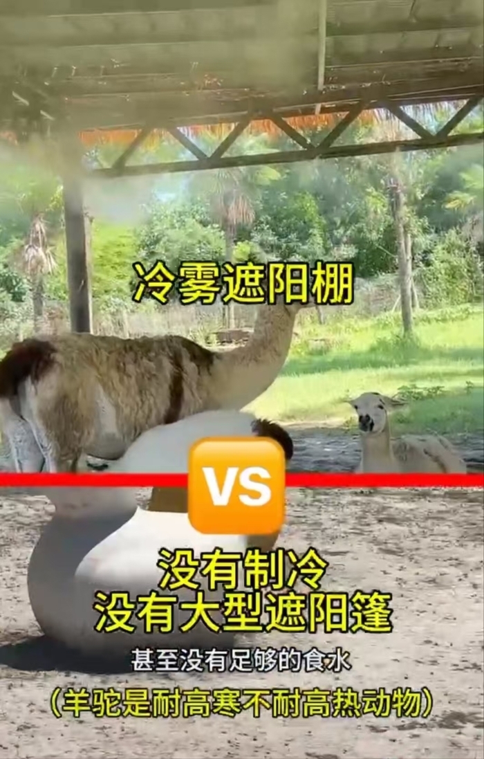 没制冷、没遮阳，南通一动物园区别对待生病羊驼？ 园方：已在治疗康复，没有区别对待