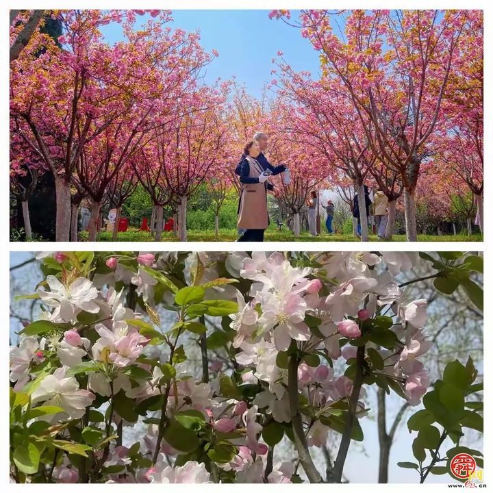 “马”上开花！章丘城区公园赏花地图出炉，开启春日好时光！