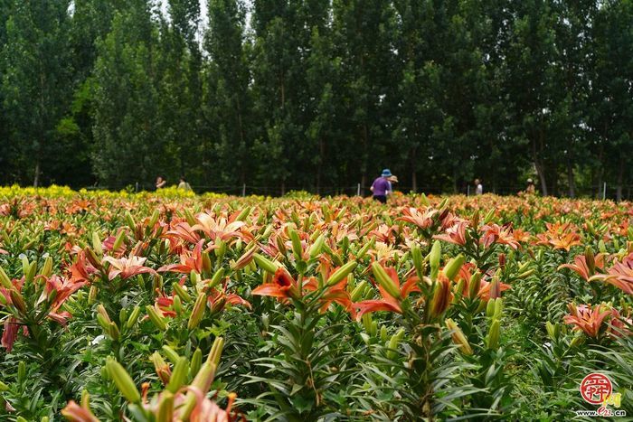 点击进入DeepSeek眼中玉清湖街道！