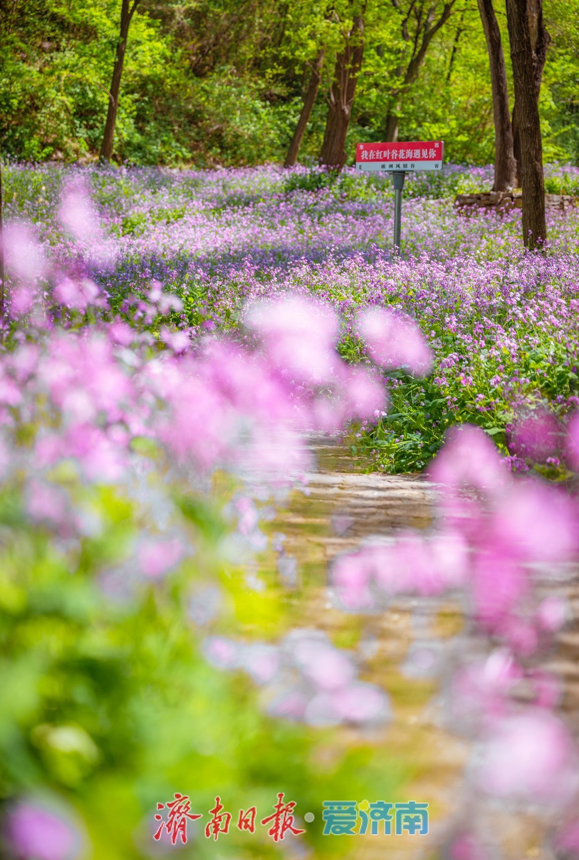 治愈系风景！在红叶谷欧洲风情谷，看漫山紫花如浪