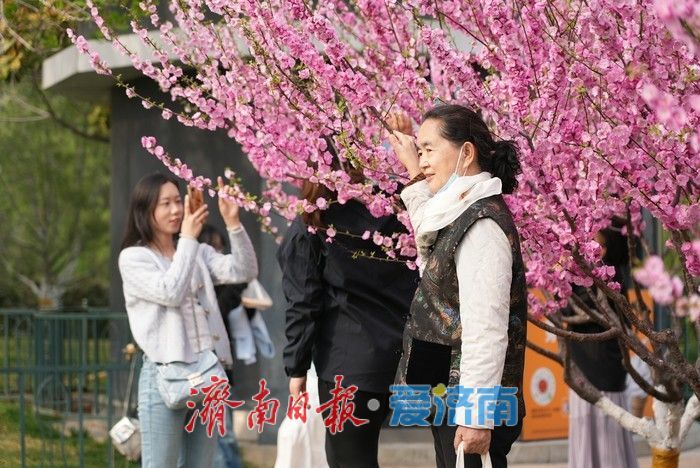 济南泉城广场榆叶梅“花漾”绽放！