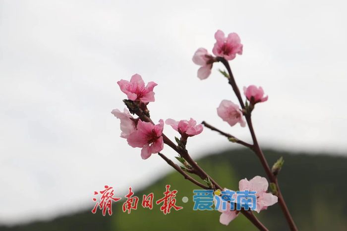 春日暖阳，带你奔赴浪漫花约，济南市特色林果赏花攻略来啦→