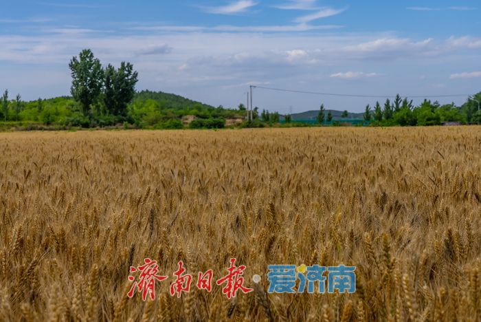 金色麦浪迎丰收