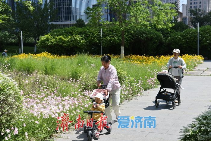 济南CBD绸带公园夏日花海绽放 现代都市邂逅自然诗意