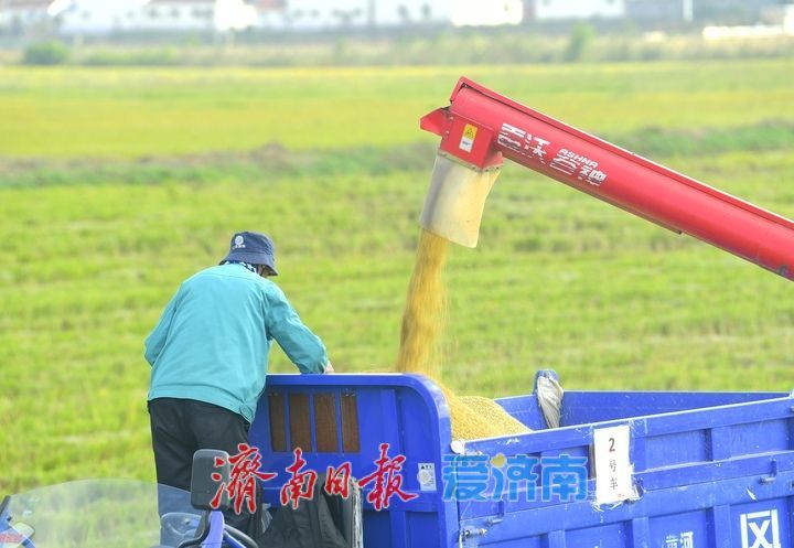 稻浪翻滚收割忙， 雨后抢收保归仓