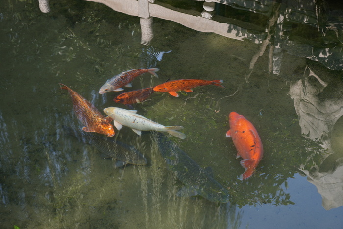 济南趵突泉公园“猪鲤”引围观