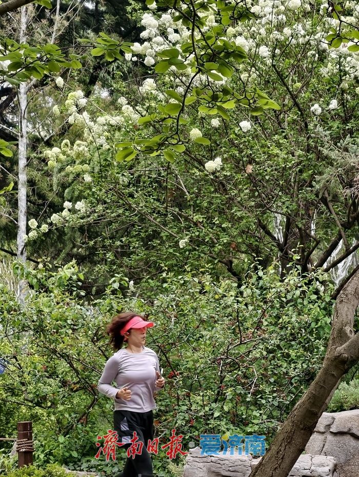 暮春时节，百花公园木本绣球清雅绽放