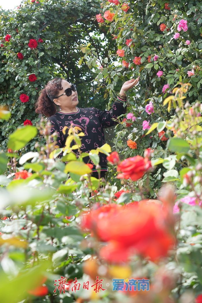 五彩月季烂漫绽放，泉城广场成梦幻花海