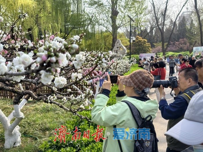 一年四季 泉在济南丨百花公园碧桃盛开